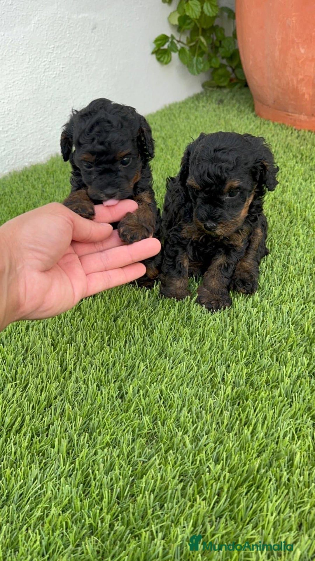Caniche Toy perros en venta: CANICHE TOY HEMBRA - Imagen 10