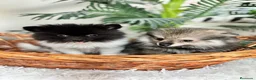Pomerania perros en venta: POMERANIA  - Anuncio 14