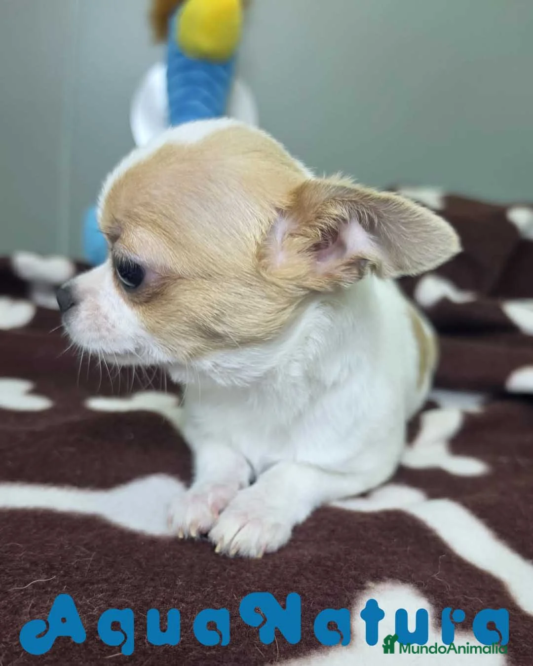 Chihuahua perros en venta: Chihuahua Hembra DCD 7749 AQUANATURA - Anuncio 2