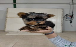 Yorkshire Terrier perros en venta: Yorkshire toys - Imagen 2
