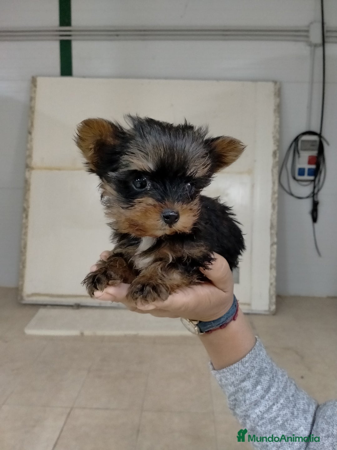 Yorkshire Terrier perros en venta: Yorkshire toys - Imagen 2