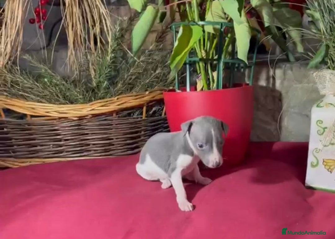 Whippet perros en venta: Whippet blue y Verdino  - Anuncio 9