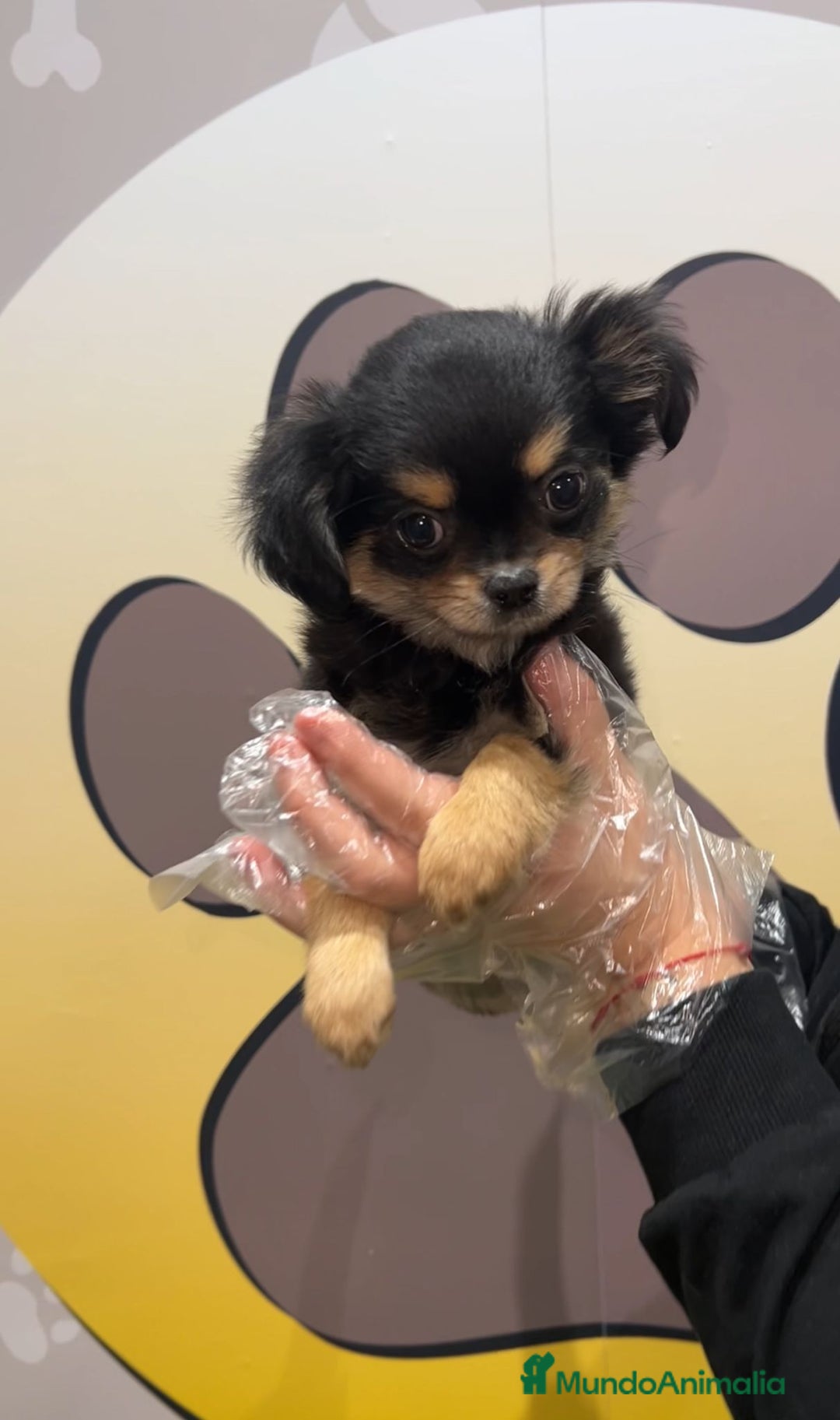 Chihuahua perros en venta: BEBE CHIHUAHUA PELO LARGO 💗 - Anuncio 1