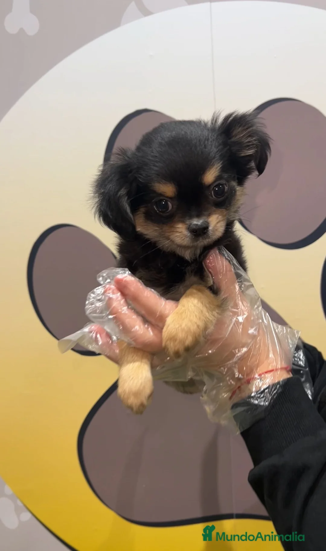 Chihuahua perros en venta: BEBE CHIHUAHUA PELO LARGO 💗 - Anuncio 1