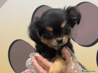 Chihuahua perros BEBE CHIHUAHUA PELO LARGO 💗 - Anuncio 5