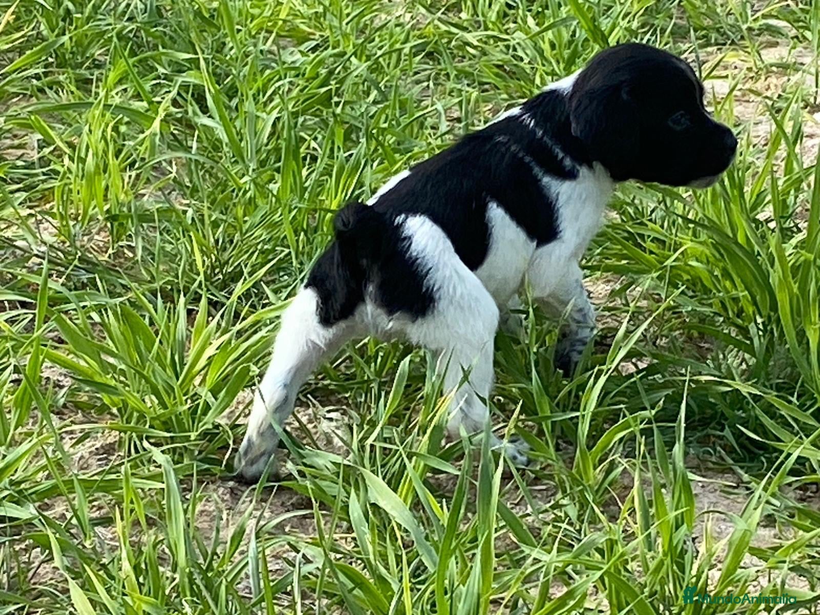 Épagneul Breton perros Epagneul bretón  - Anuncio 1