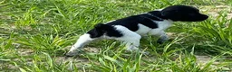Épagneul Breton perros en venta: Epagneul bretón  - Anuncio 1