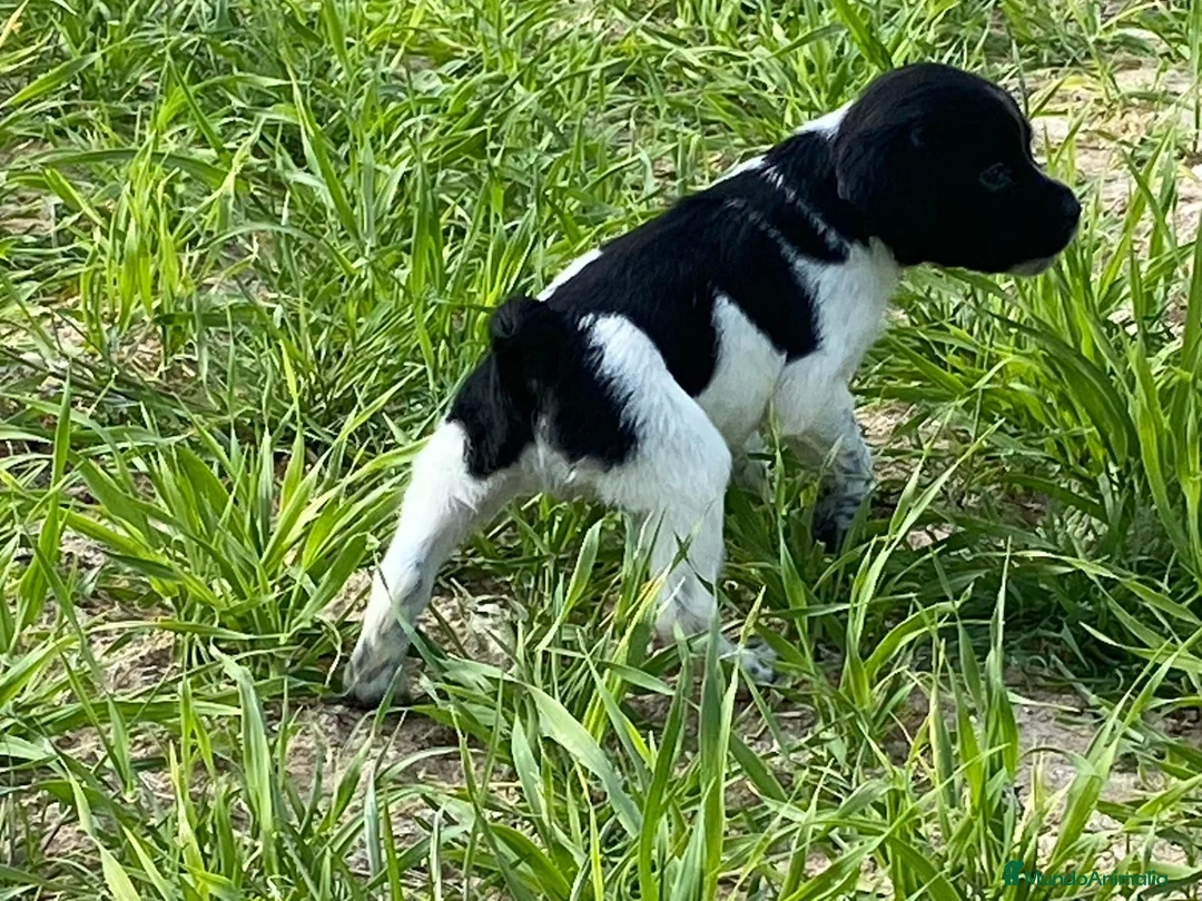 Épagneul Breton perros en venta: Epagneul bretón  - Anuncio 1