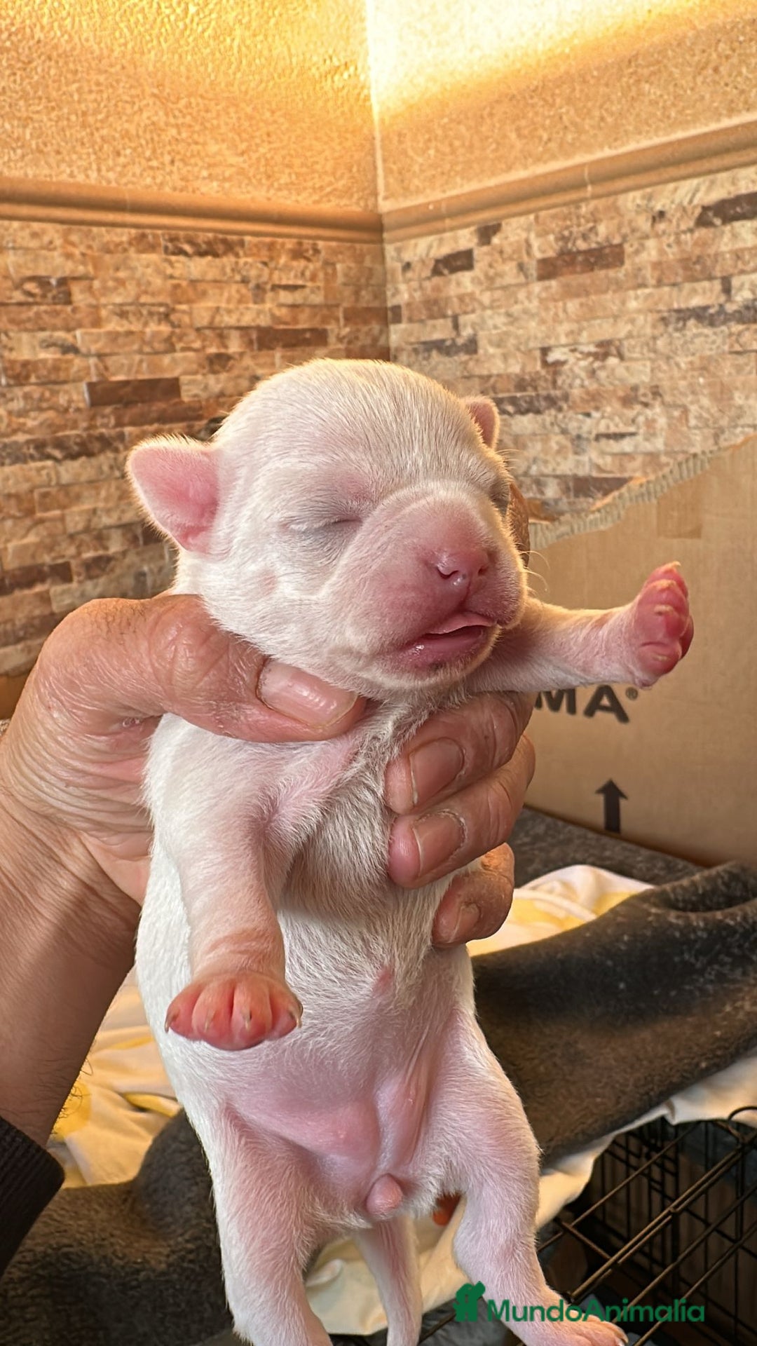 Chihuahua perros en venta: Chihuahua  - Anuncio 4