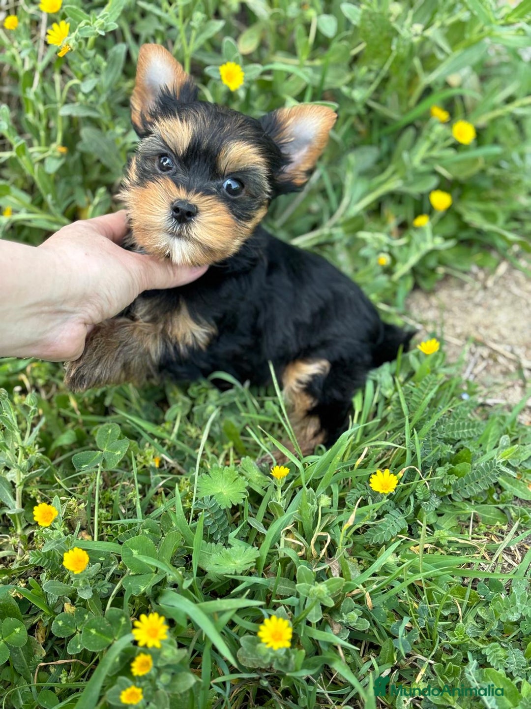 Yorkshire Terrier perros en venta: Yorkshire macho disponible  - Imagen 3
