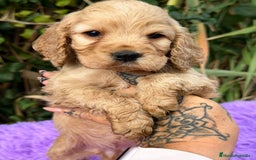 Cocker Spaniel Inglés perros en venta: Cocker inglés dorado - Anuncio 1