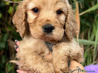 Cocker Spaniel Inglés perros Cocker inglés dorado - Anuncio 26