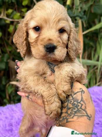 Cocker Spaniel Inglés perros Cocker inglés dorado - Anuncio 1