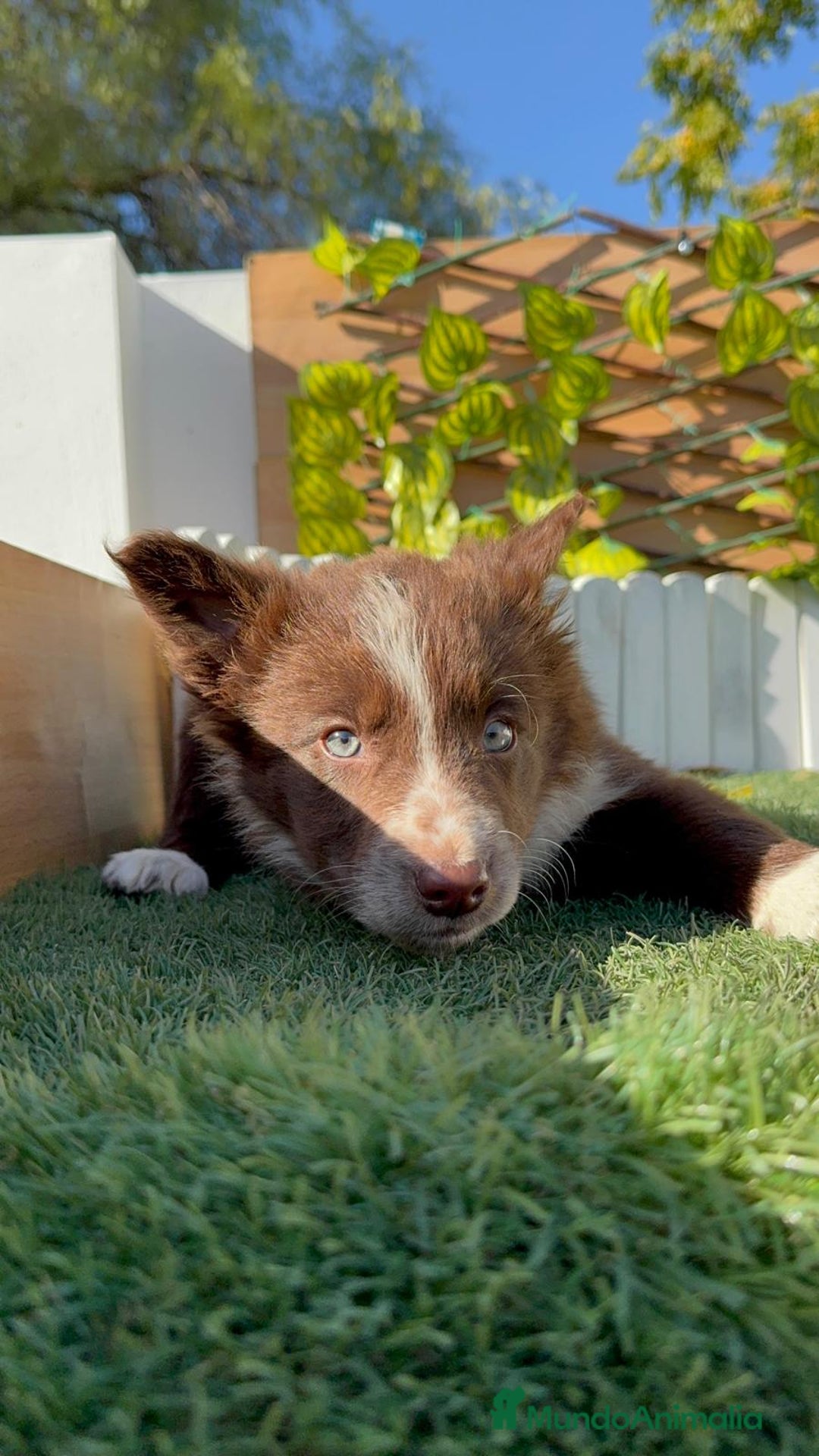 Border Collie perros en venta: BORDER COLLIE MACHO - Anuncio 4