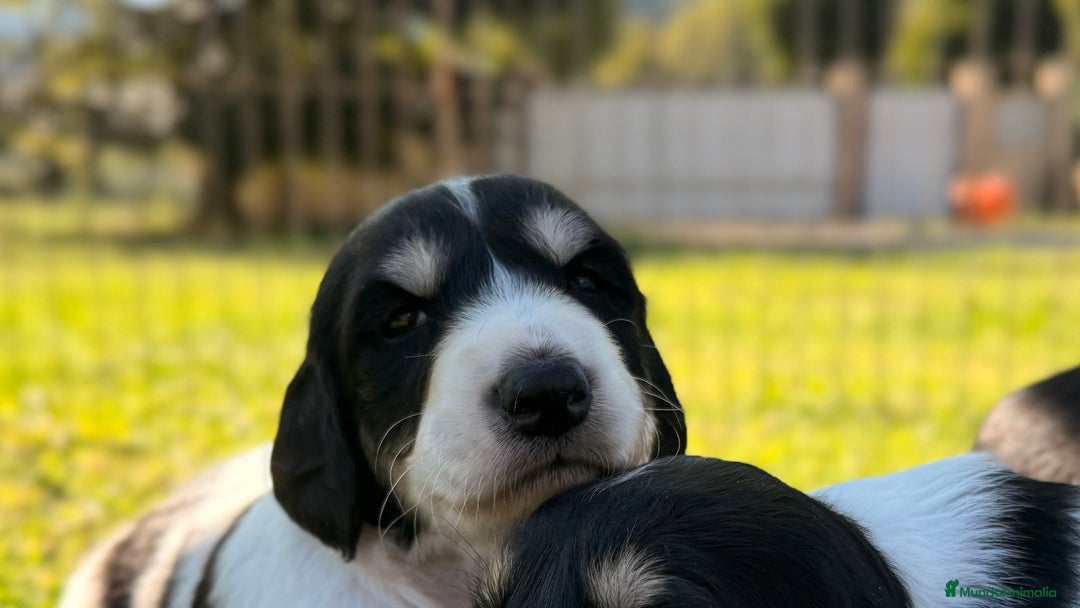 Saluki perros en venta: Camada de Salukis  - Imagen 22