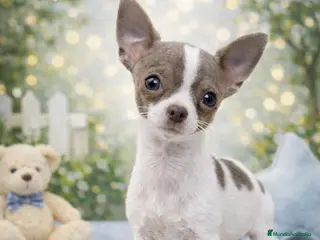 Chihuahua perros en venta: Chihuahua - Anuncio 2