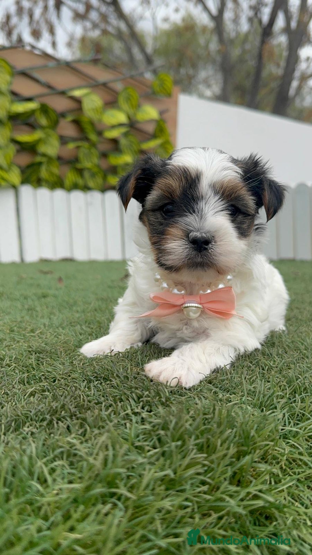 Yorkshire Terrier perros en venta: YORSKHIRE BIEWER HEMBRA - Anuncio 12