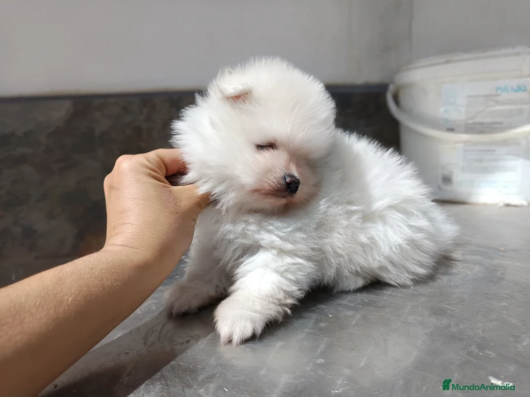 Pomerania perros en venta: Pomerania de Lulu  en Badajoz - Anuncio 3