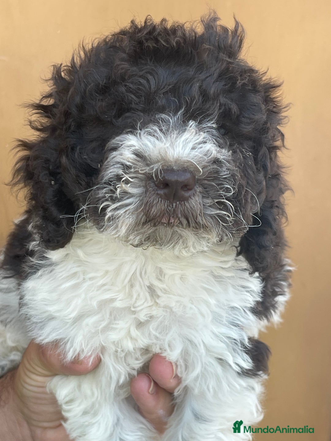 Perro de Agua Español perros en venta: Cachorros perro de agua español  - Imagen 1