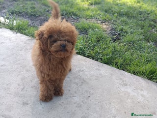 Caniche Toy perros en Badajoz - Anuncio 10