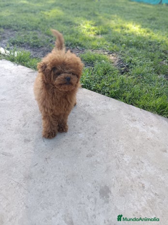Caniche Toy perros en Badajoz - Anuncio 10