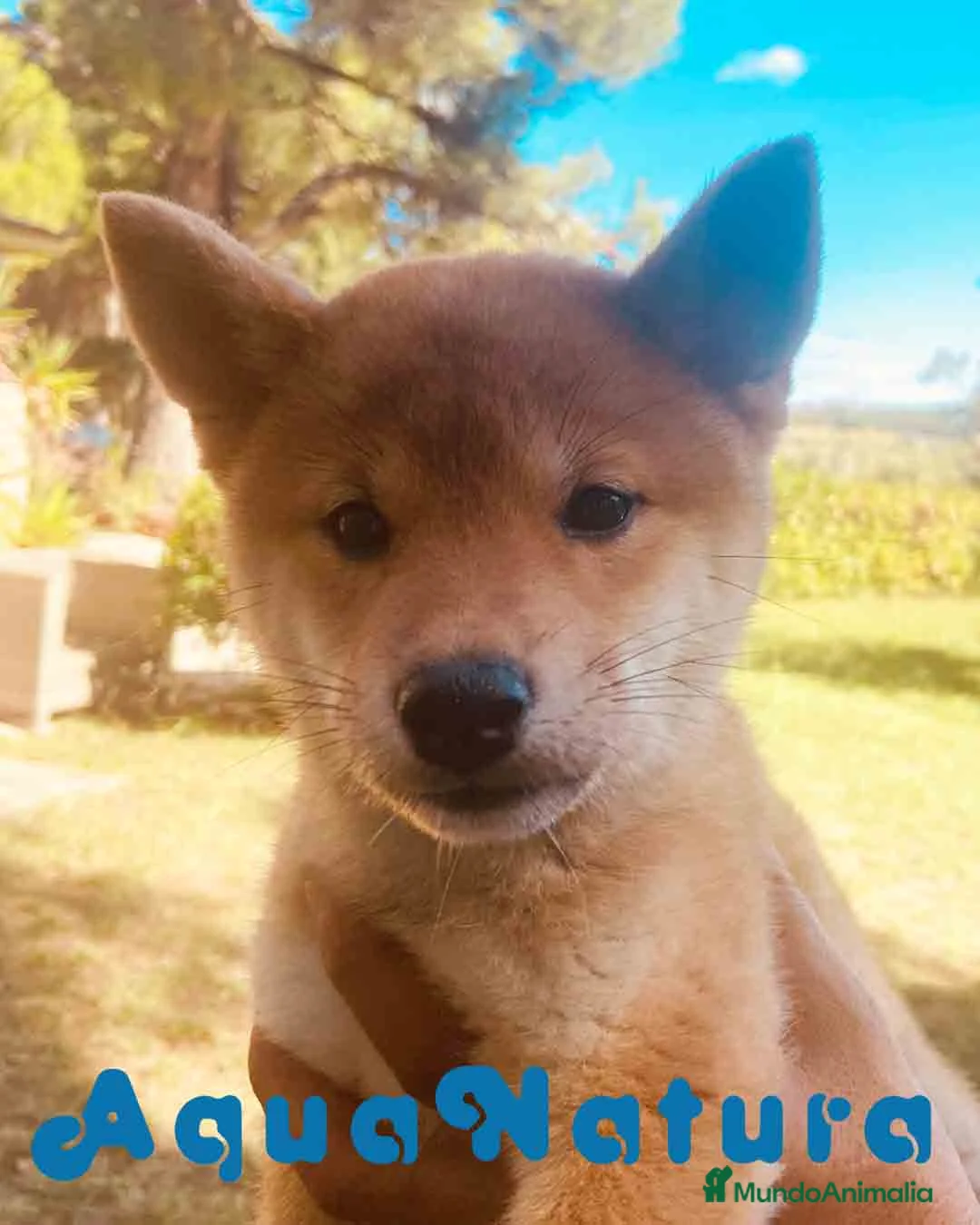 Shiba Inu perros en venta:  Shiba Inu Hembra de Mel y SIlvio 6248 -AQUANATURA en Barcelona - Anuncio 3