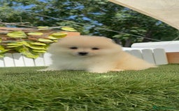 Pomerania perros en venta: POMERANIA BLANCA HEMBRA  - Imagen 15
