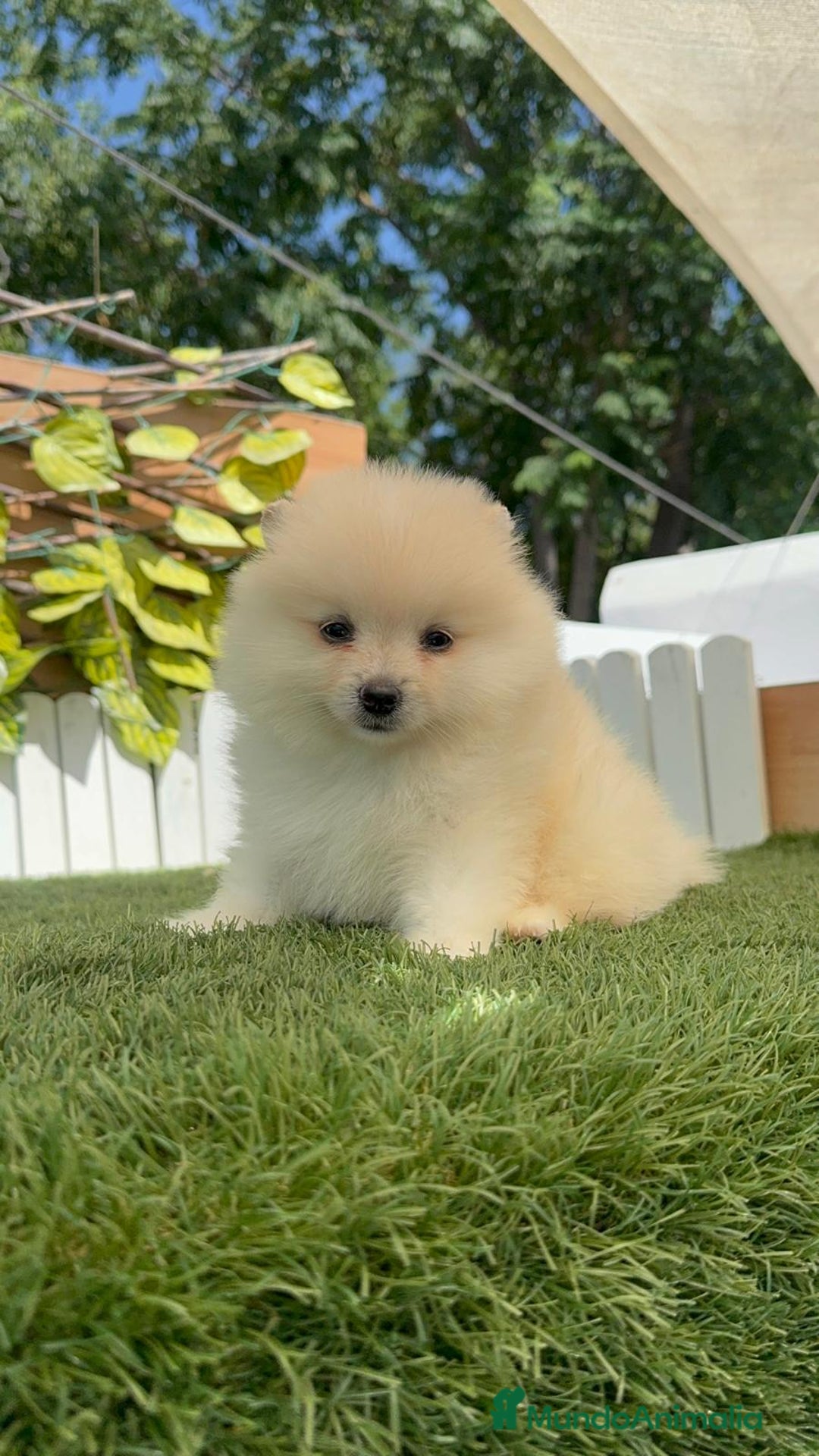 Pomerania perros en venta: POMERANIA BLANCA HEMBRA  - Imagen 15