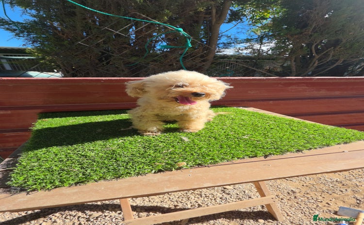 Caniche Toy perros - Anuncio 3