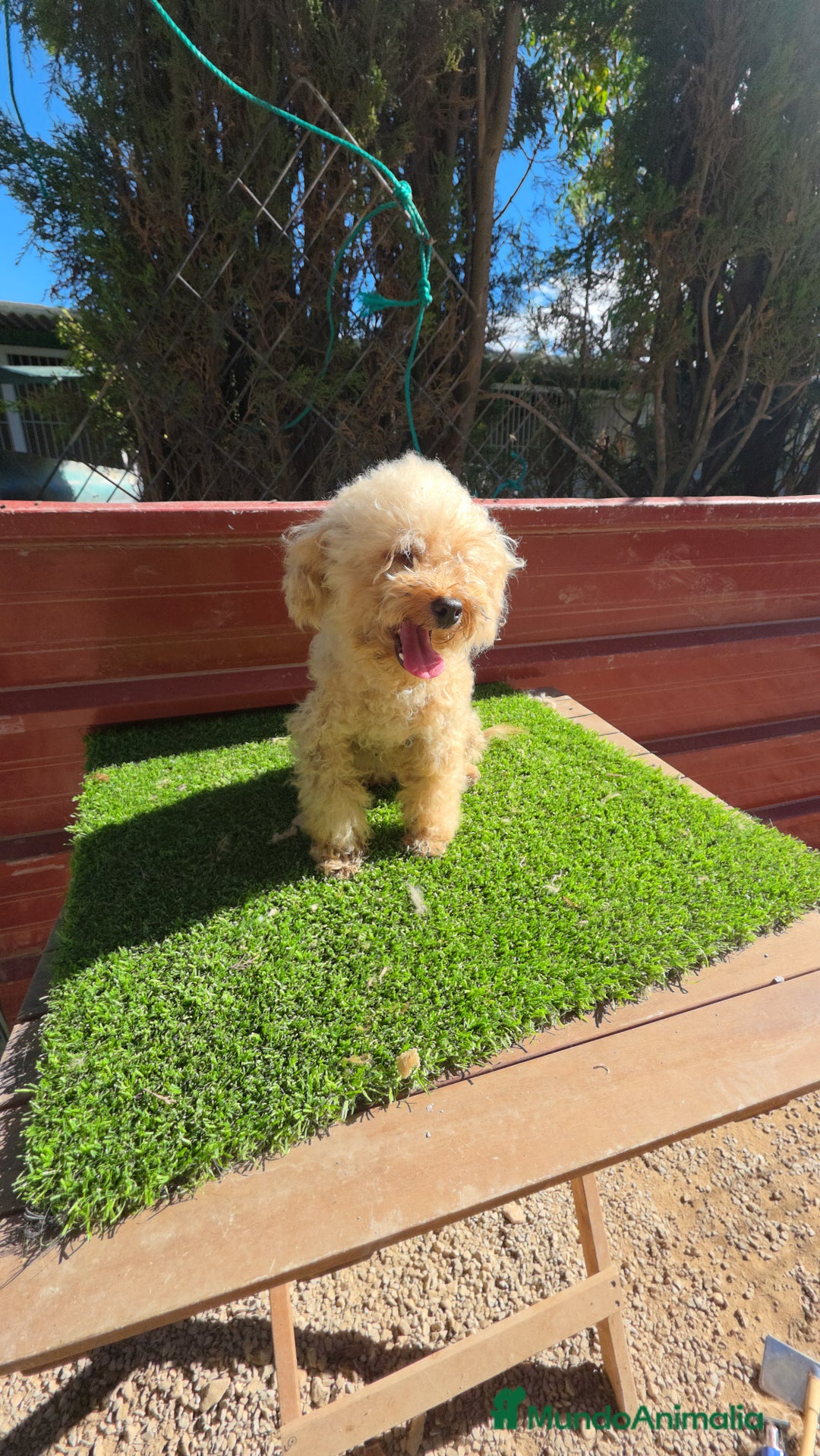 Caniche Toy perros en venta: Caniches toy  - Imagen 1