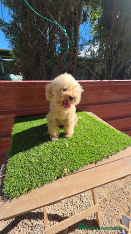 Caniche Toy perros - Anuncio 2