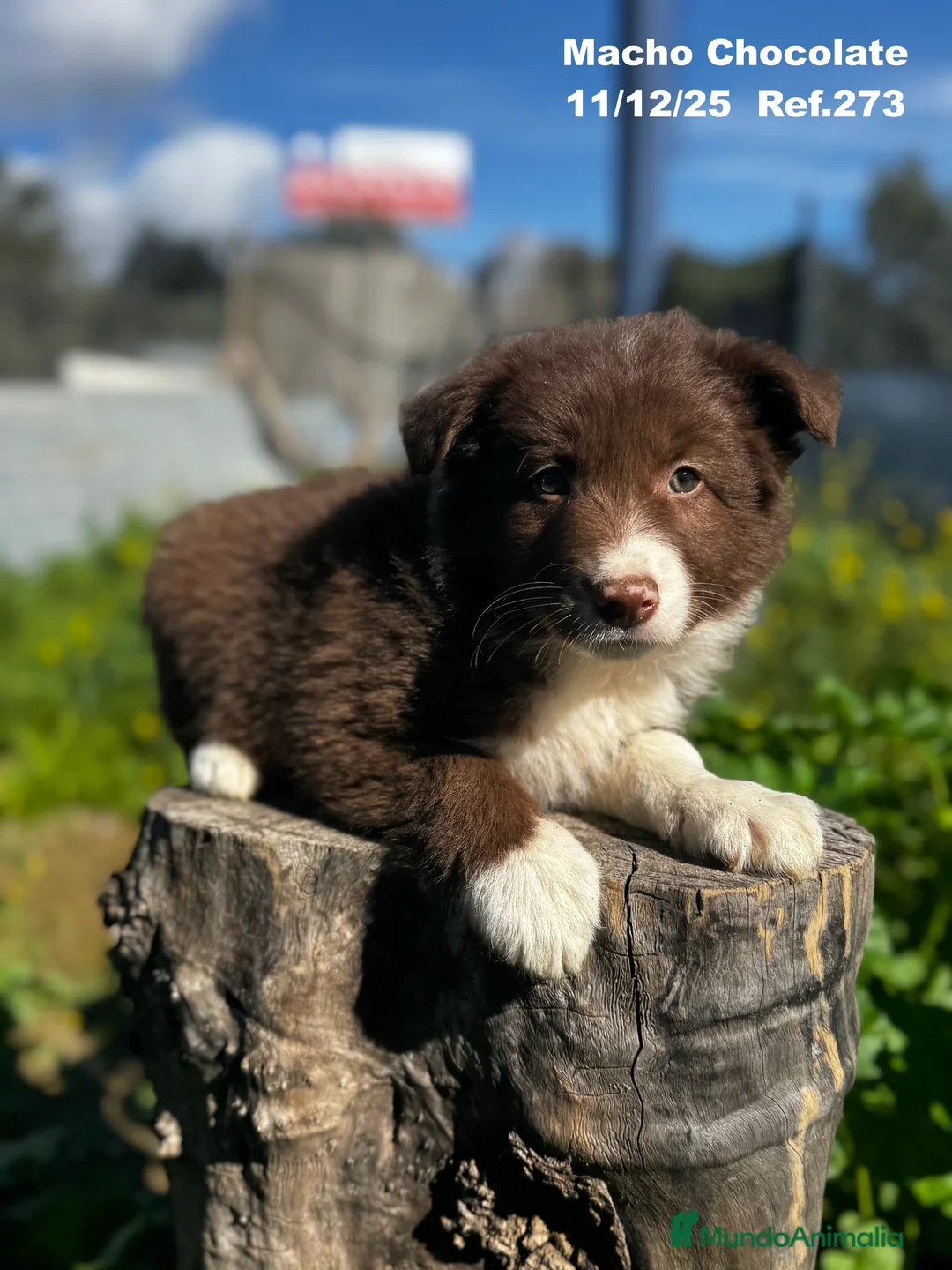 Border Collie perros en venta: BORDER COLLIE - Anuncio 28