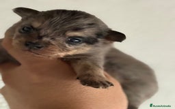 Chihuahua perros en venta: Cachorros de chihuahua toy cabeza manzana - Imagen 4