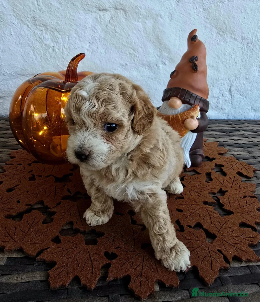 Maltipoo perros en venta: Maltipoo macho  - Anuncio 4