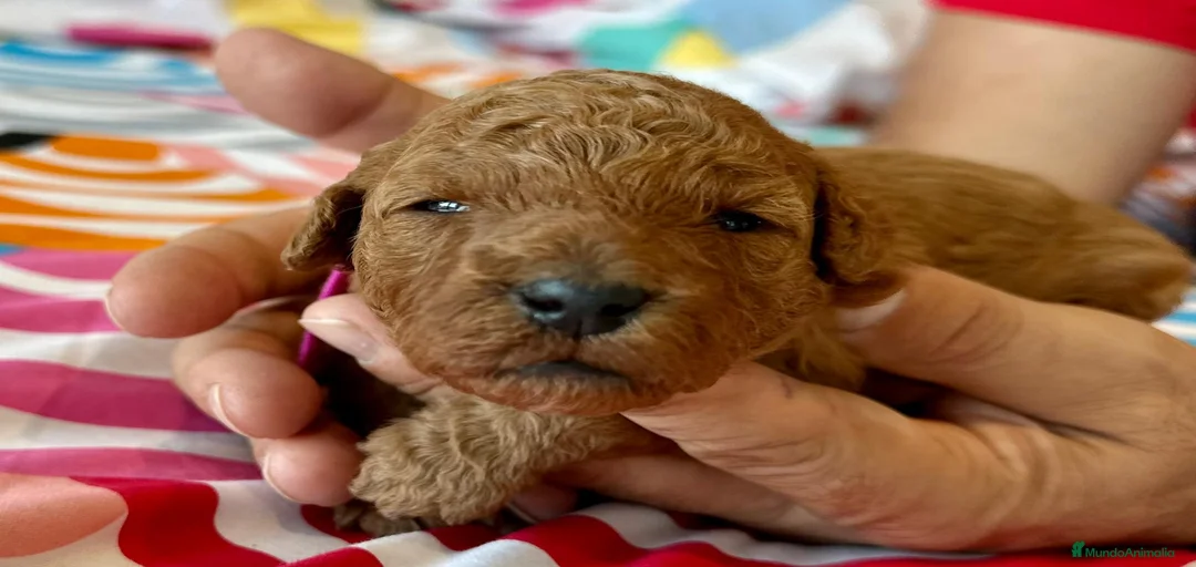 Imagen de galería {{count}}