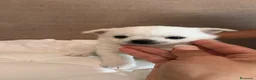 Pomchi perros en venta: Pomchi espectaculares y unicos - Anuncio 3