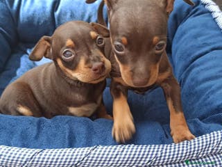 Pinscher Miniatura perros PINSCHER MINIATURA // MÁLAGA - Anuncio 11