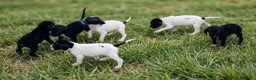 Pointer perros en venta: Para cazadores. Pointer línea italiana de Trabajo. - Anuncio 2