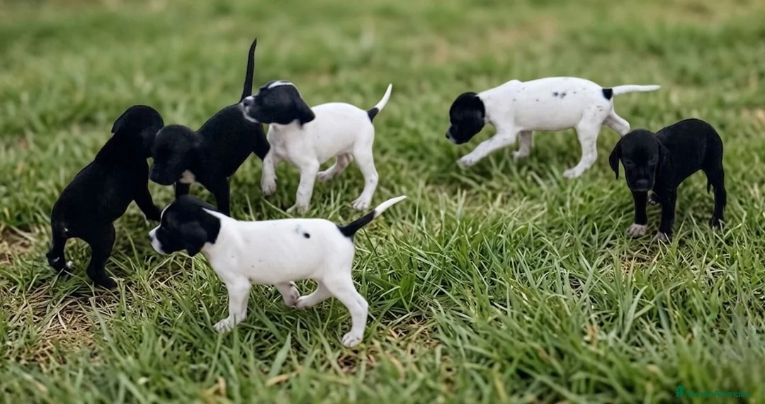Pointer perros en venta: Para cazadores. Pointer línea italiana de Trabajo. - Anuncio 2