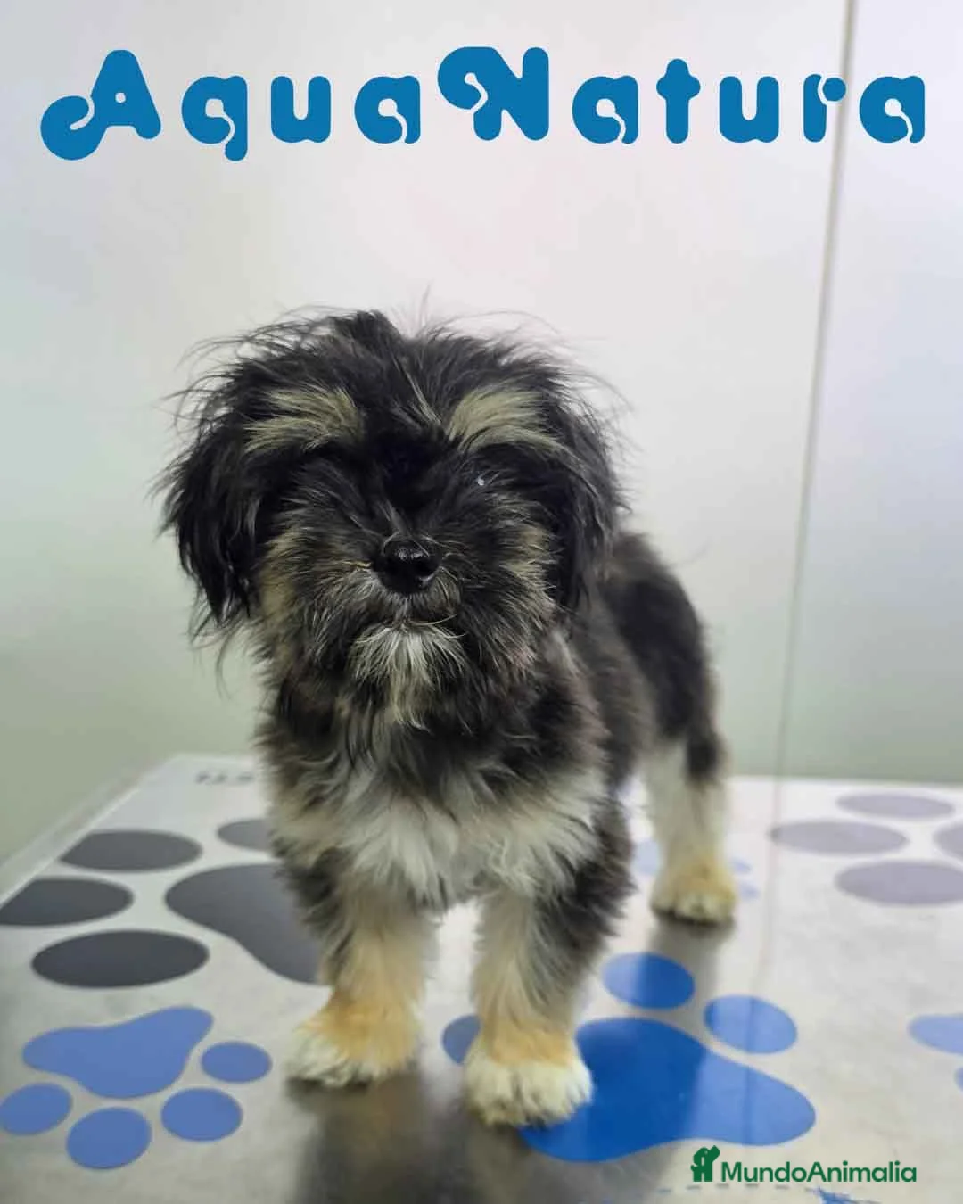 Raza Mixta perros en venta: Havayork (Habanero + Yorkshire) Hembra GUAPISIMA  - Anuncio 9