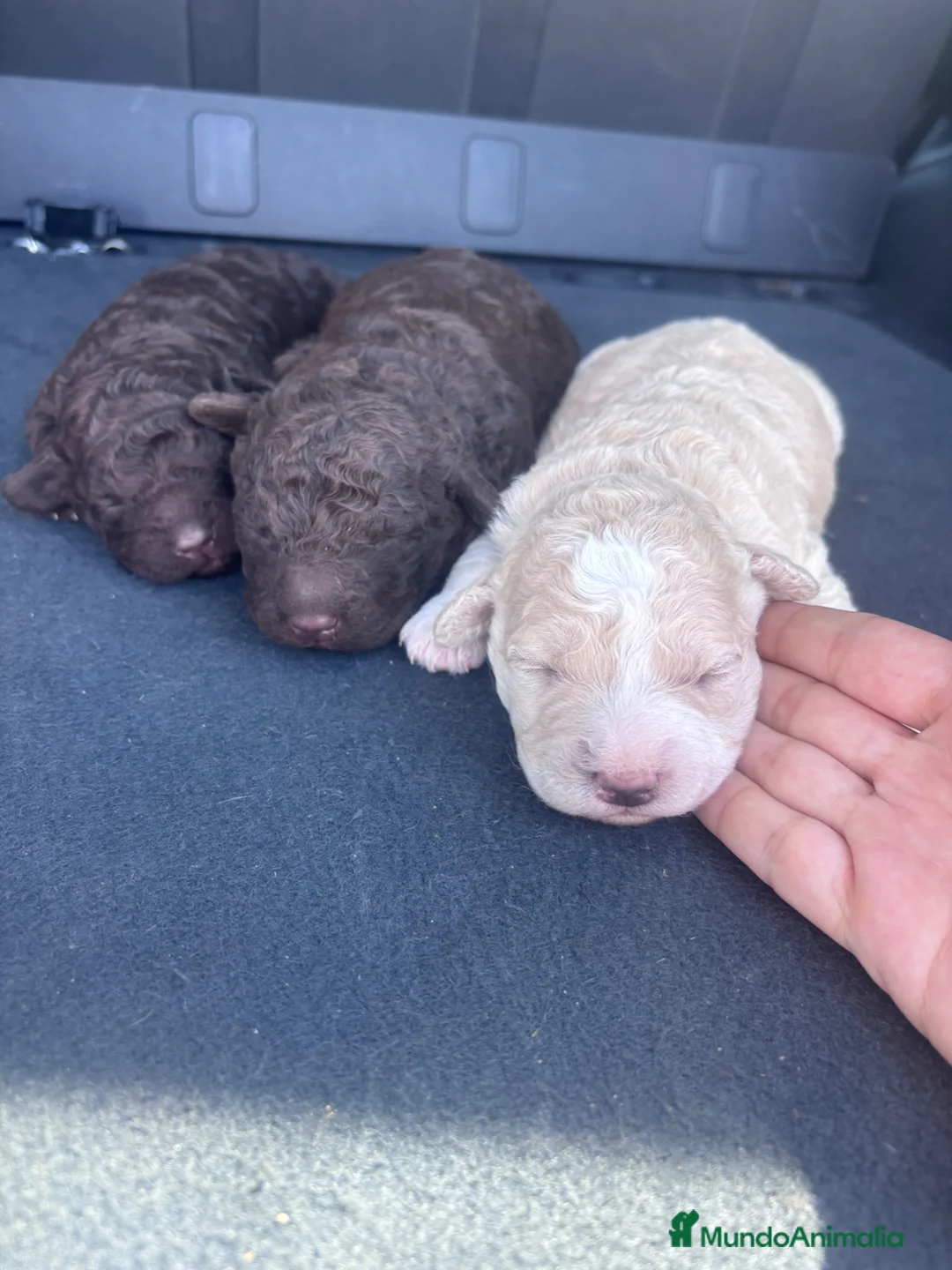 Perro de Agua Español perros en venta: Excelente camada de perro de Agua Español!  - Anuncio 1