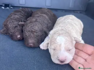 Perro de Agua Español perros Excelente camada de perro de Agua Español! - Anuncio 1