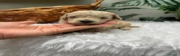 Caniche Enano perros en venta: CANICHE ENANO - Anuncio 7