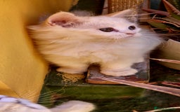 Persa gatos en venta: Gatos persa - Imagen 5