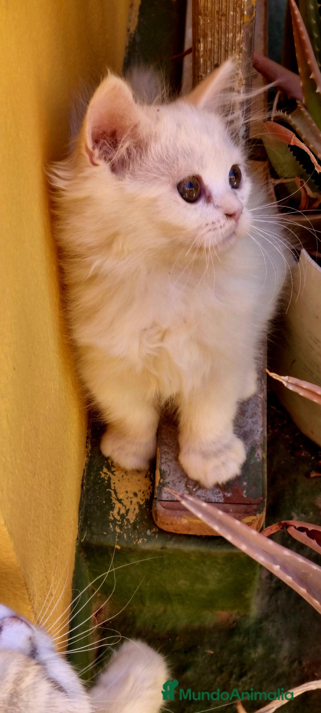 Persa gatos en venta: Gatos persa - Imagen 5