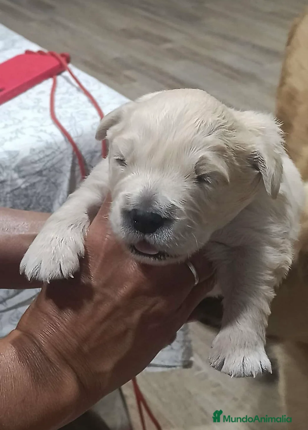 Golden Retriever perros en venta: Cachorros Golden retriever 🐶🐾 - Anuncio 5