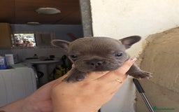 Bulldog Francés perros en venta: Bulldog francés  - Imagen 4