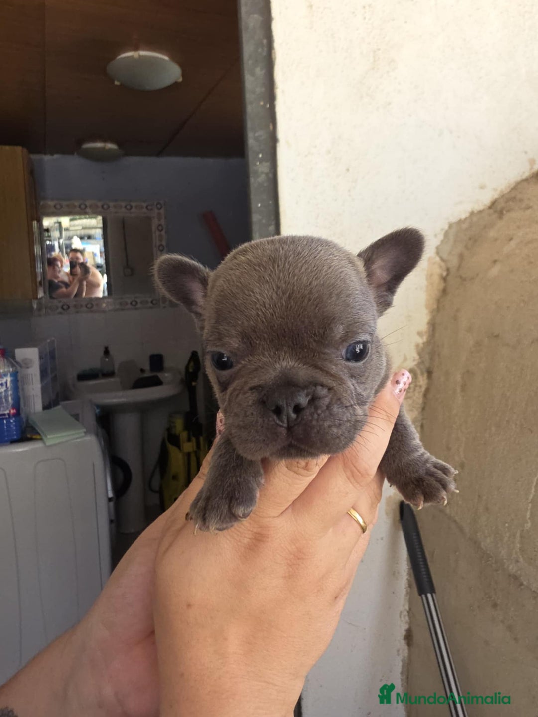 Bulldog Francés perros en venta: Bulldog francés  - Imagen 4