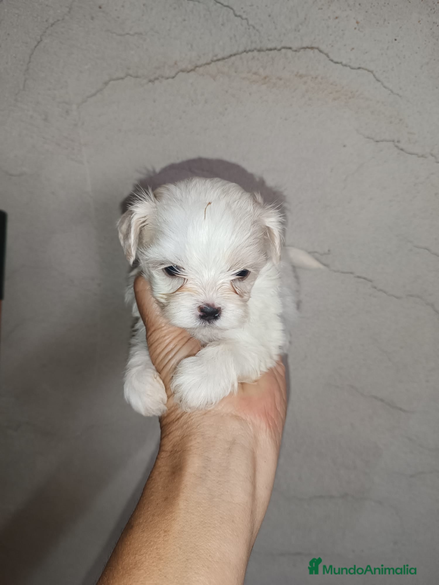 Bichón Maltés perros BICHÓN MALTES  - Anuncio 1