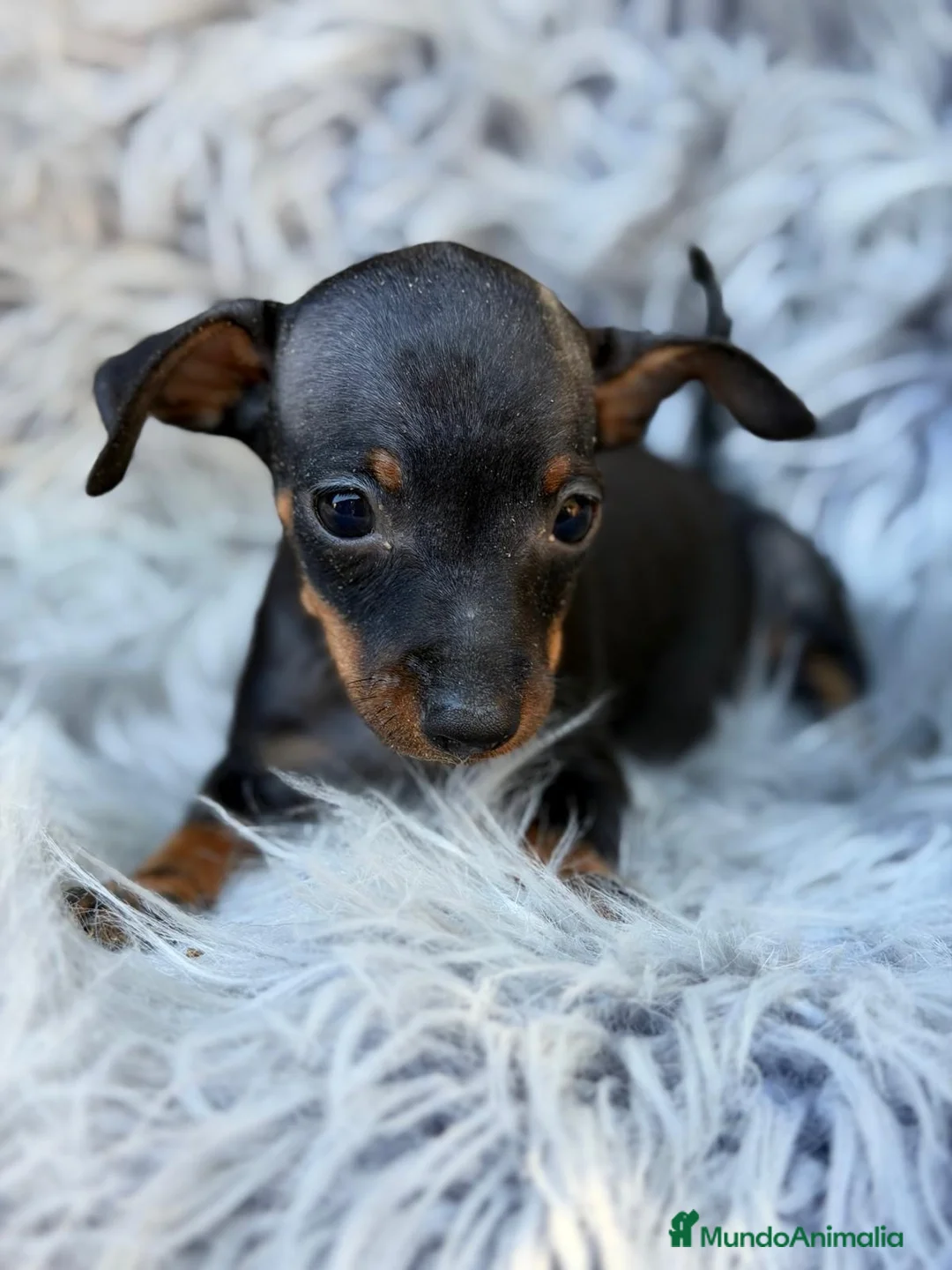 Pinscher Miniatura perros en venta: macho pinscher miniatura💙🐾 - Anuncio 3